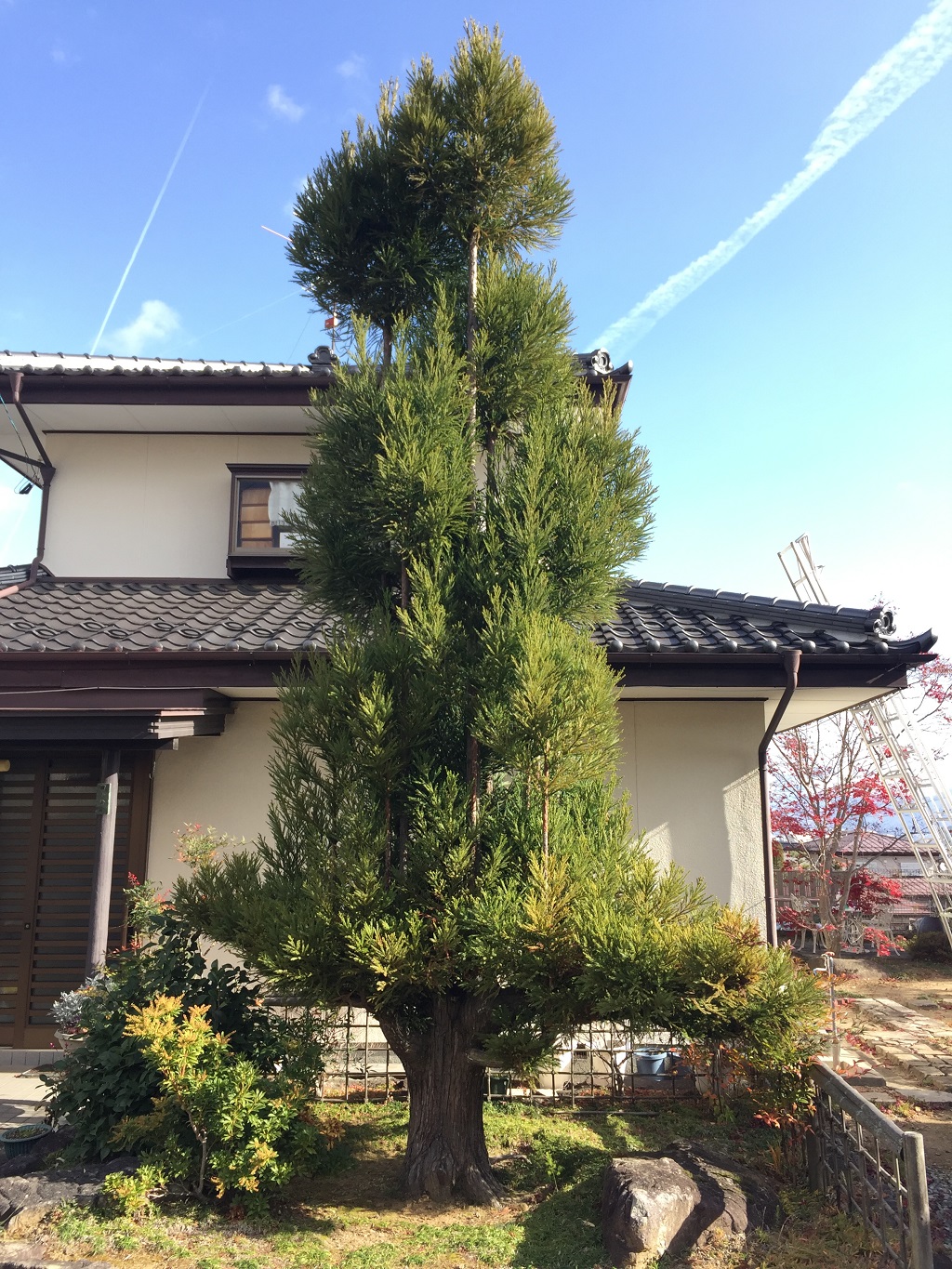 台杉の剪定方法 | 小森造園 | 長野県の雑木の庭づくり