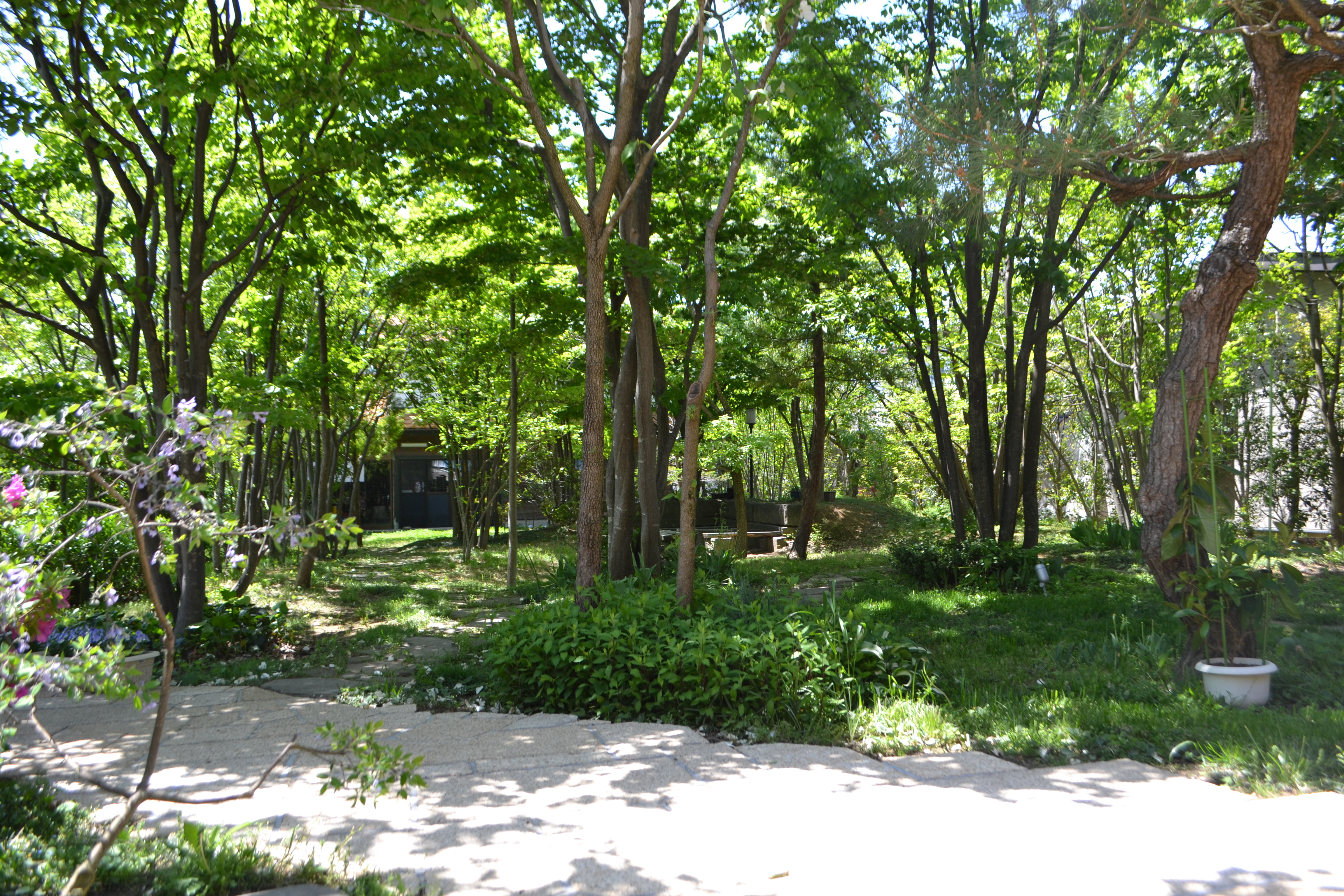 開放的な雑木の庭 小森造園 長野県内を中心に造園 外構工事 庭づくりのお手伝い