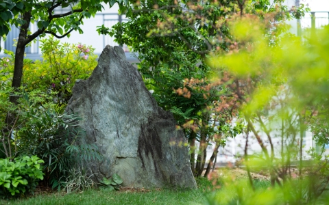 雑木の庭に鎮座する庭石