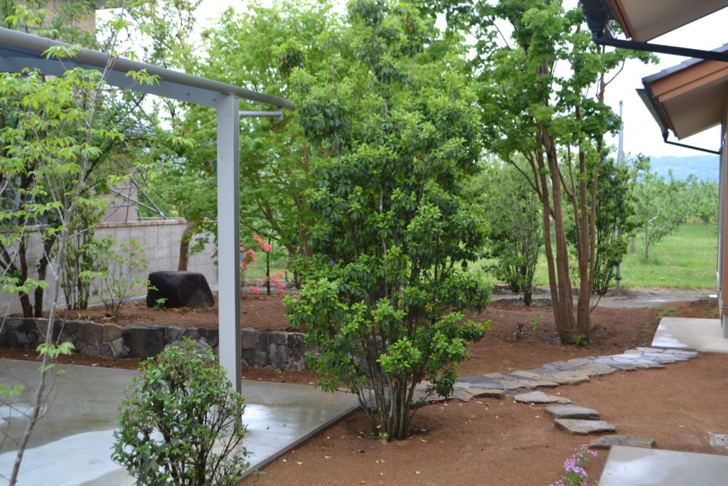 庭木 植木 としてのソヨゴの魅力 小森造園 長野県の雑木の庭づくり