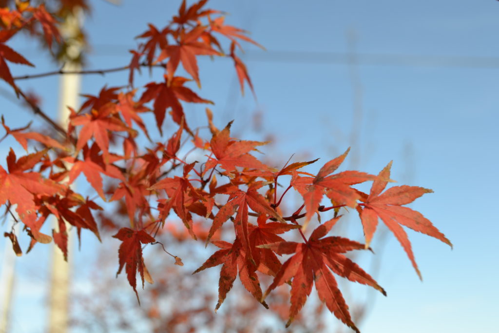 紅葉する植木のお話 小森造園 長野県の雑木の庭づくり