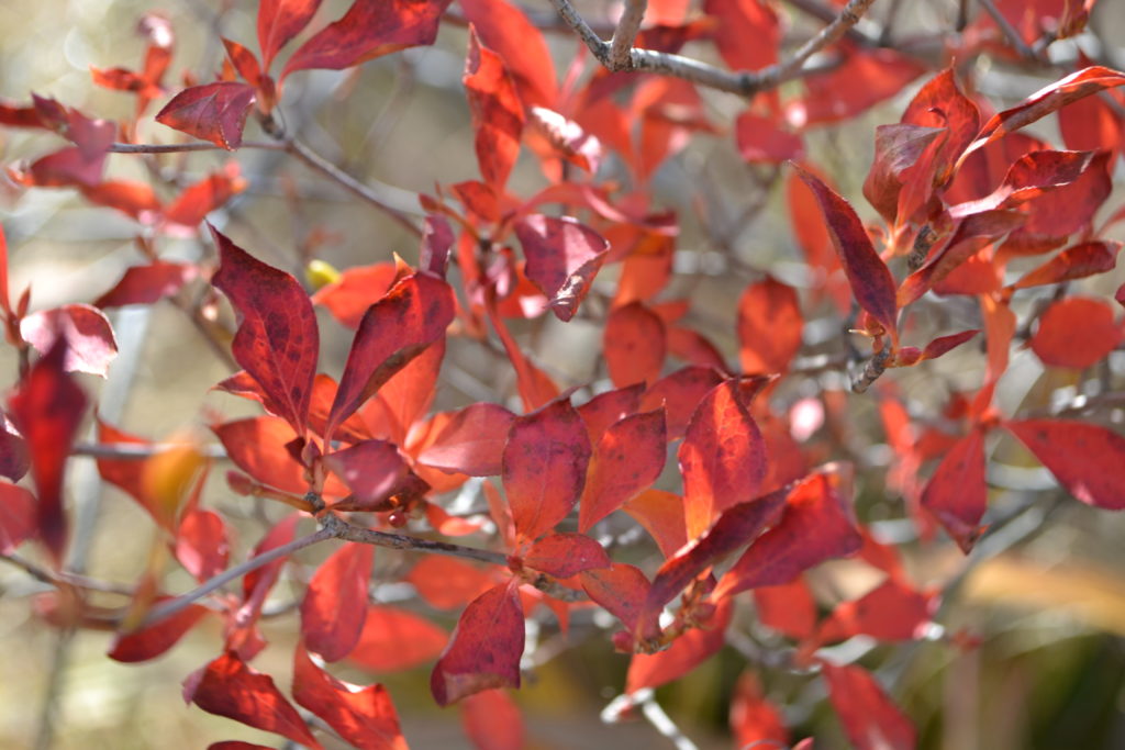 紅葉する植木のお話 | 小森造園 | 長野県の雑木の庭づくり