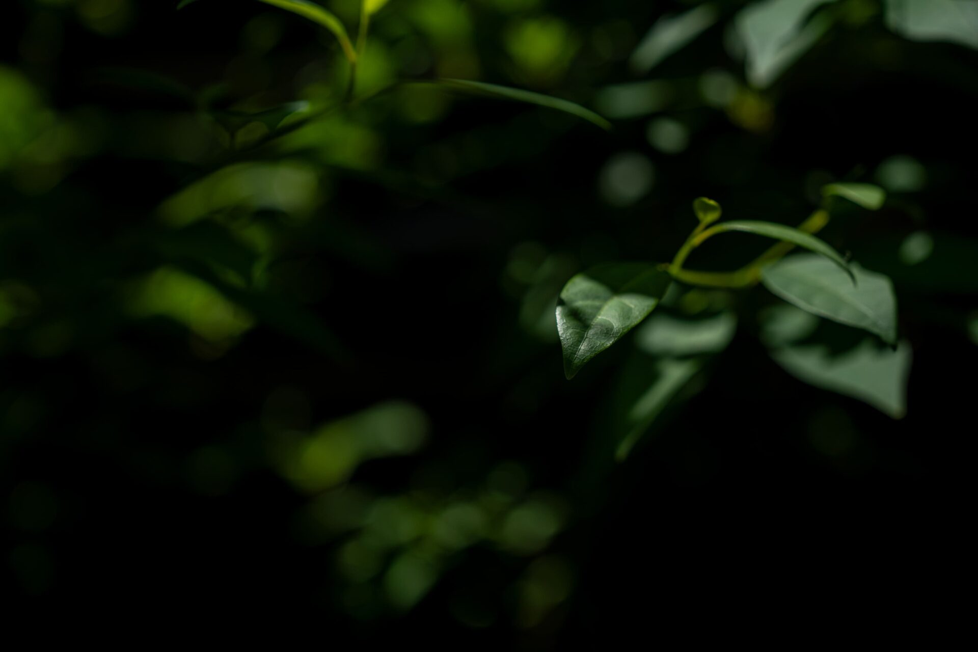 光のコントラストが楽しめます