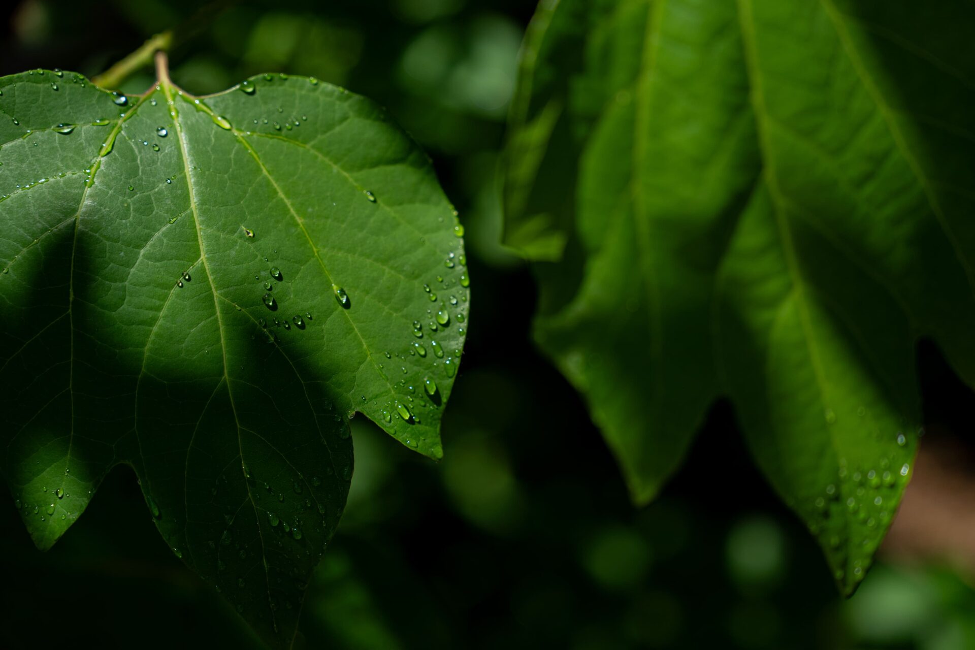 庭からエネルギーを感じます