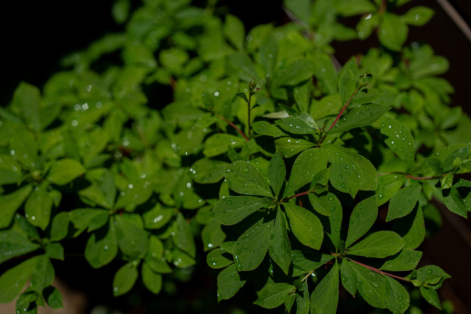 坪庭に広がる生命力