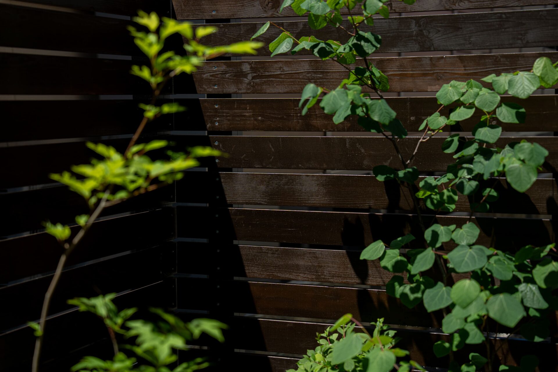 板塀をキャンパスに樹木が美しく映ります