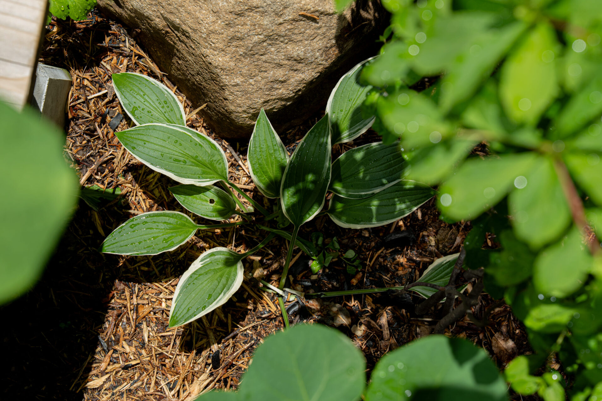 種類豊かな草花を配置しました