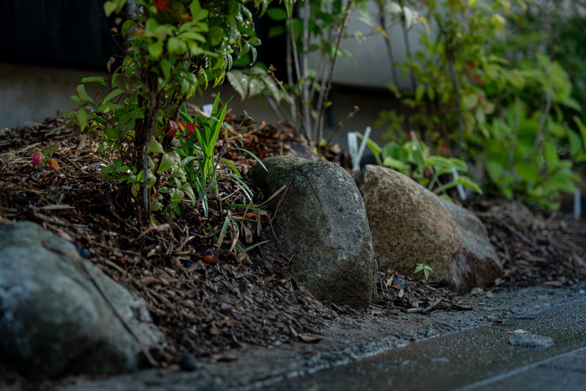 自然な配置の土留めと種類豊かな草花