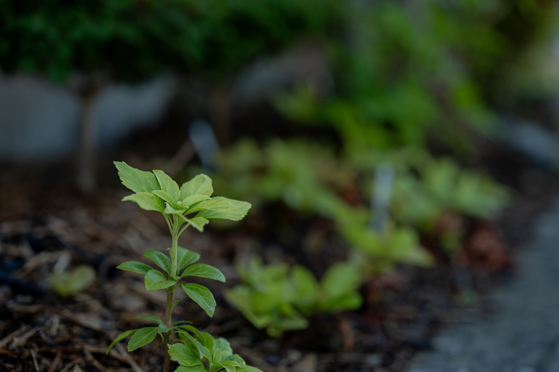 庭の中で緑の生命が循環しています