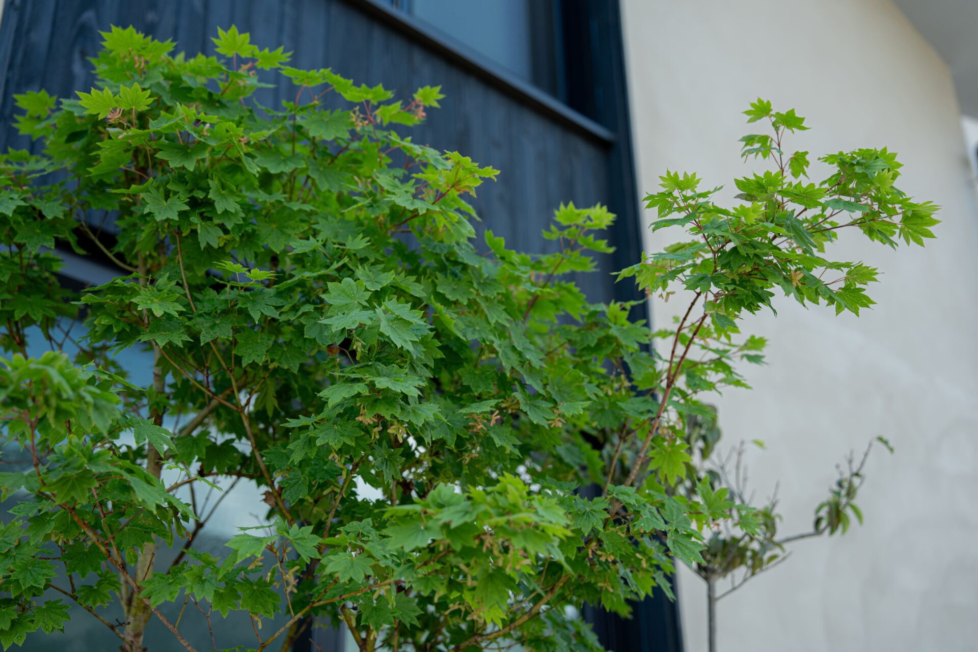 建物のデザインにぴったりのモミジ