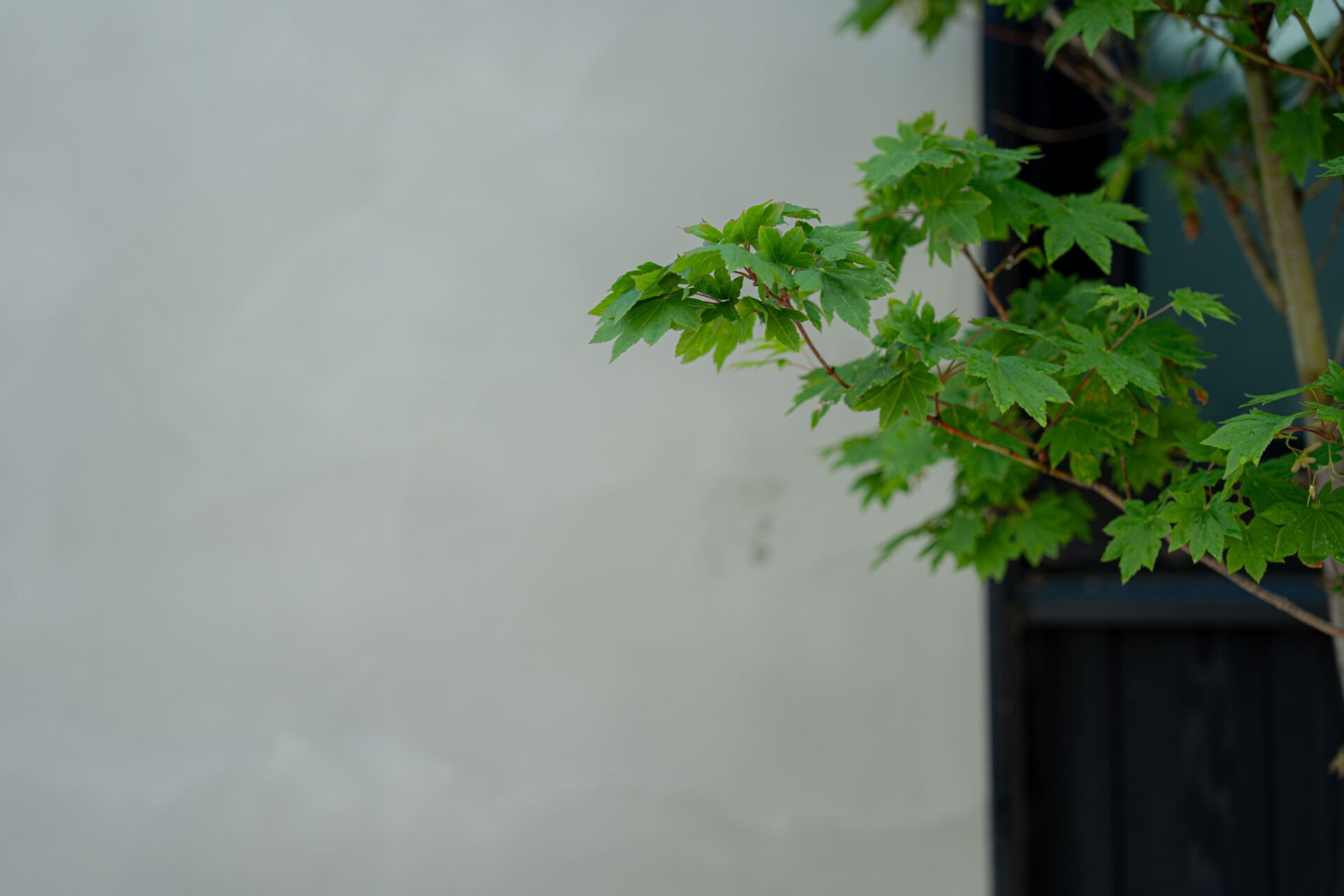 建物と自然をさりげなくつなげるモミジ