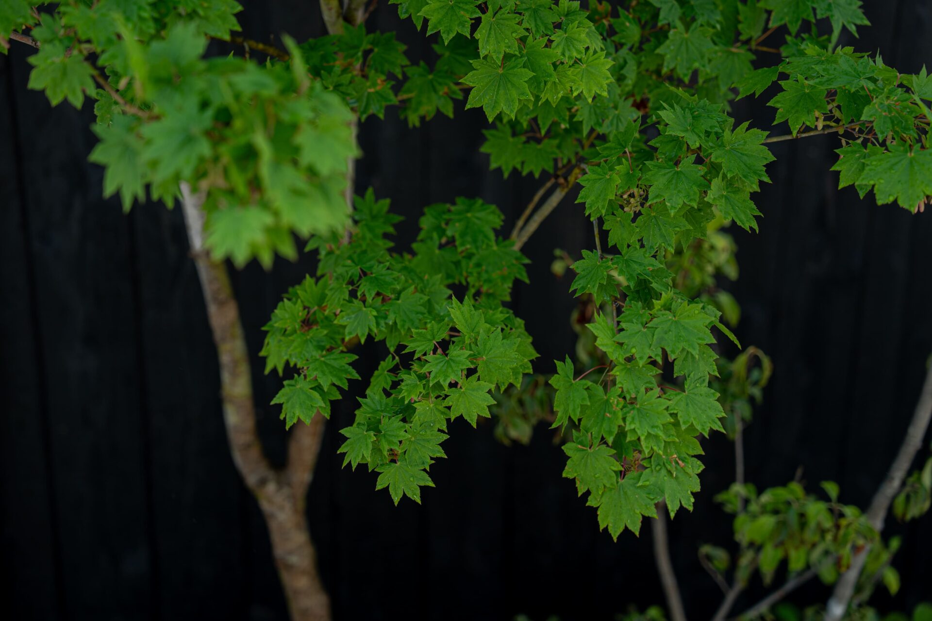 建物を背景にモミジの美しさが際立ちます