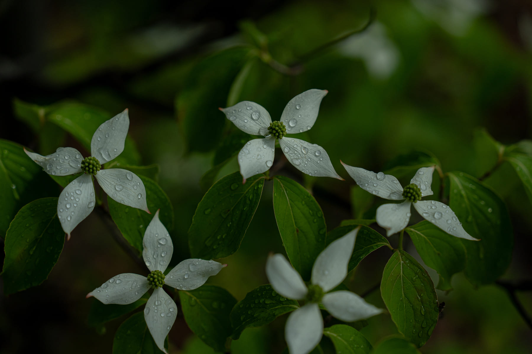 季節の花を愛でる楽しさ