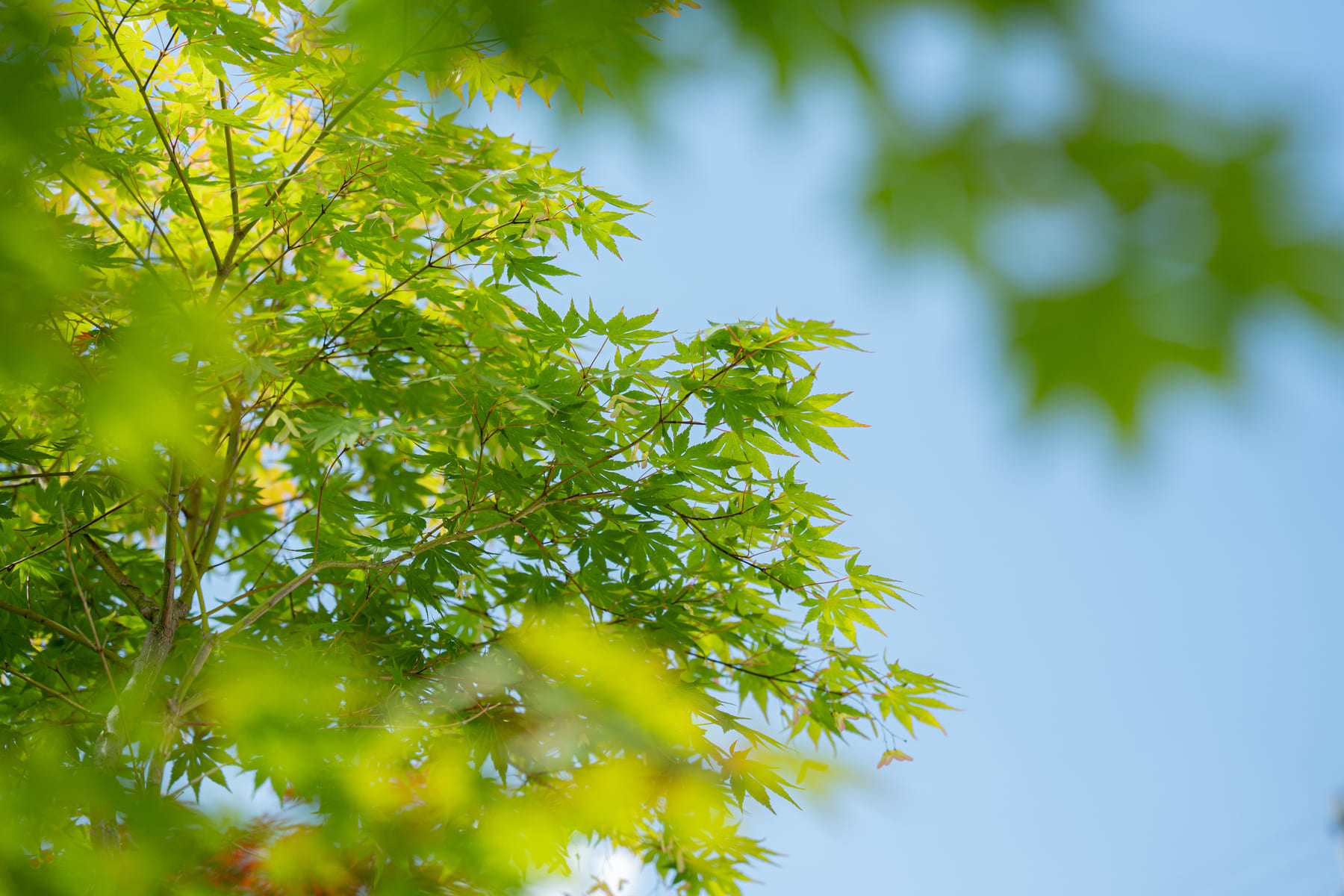 まるで山の中の日差しのようです