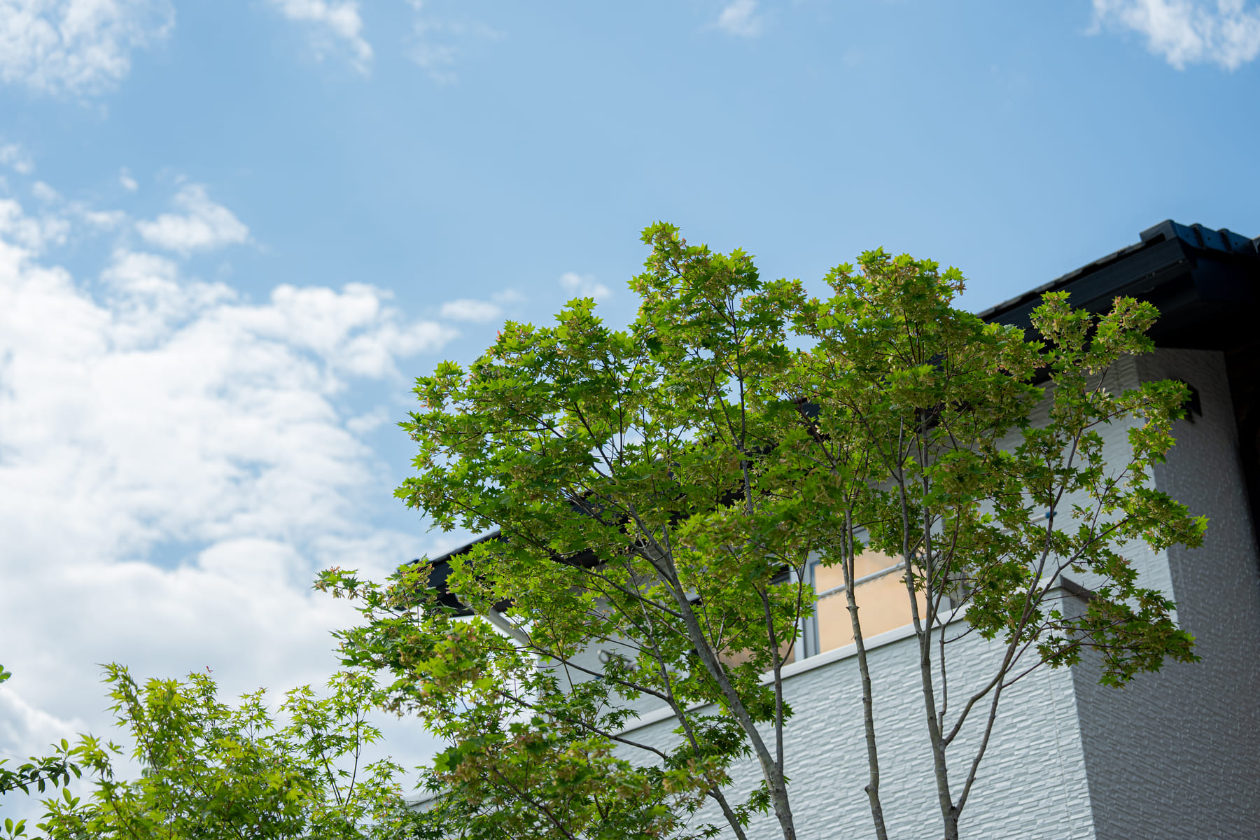 家のデザインに合うシンボルツリー